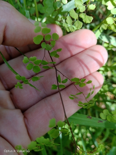 Adiantum aethiopicum observed 2026-10-26