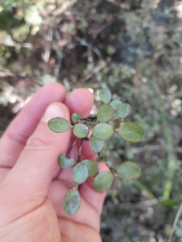 Neomyrtus pedunculata observed 2026-10-25