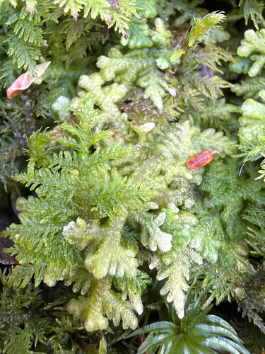 Trichocolea tomentella observed 2026-10-25