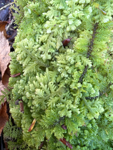 Trichocolea tomentella observed 2026-10-25