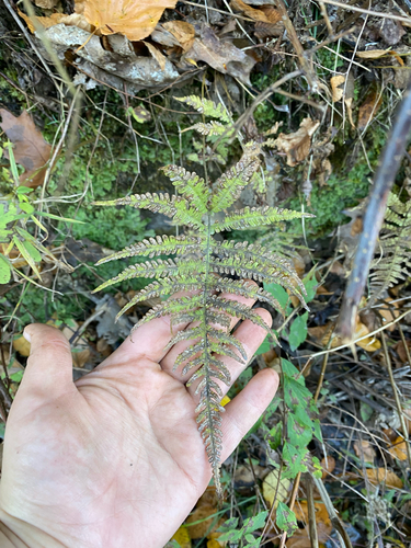 Phegopteris connectilis observed 2026-10-25