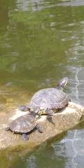 Trachemys scripta elegans