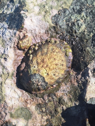 Lottia gigantea, 2026-10-25