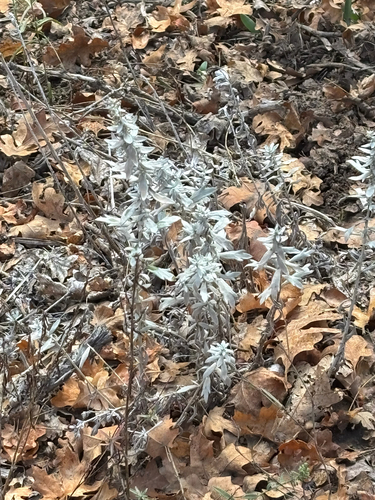 Silver Wormwood