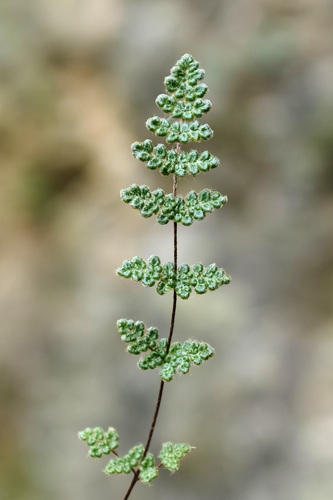 Myriopteris gracilis