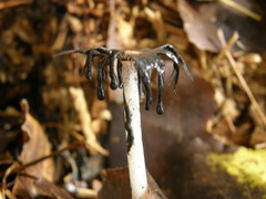Coprinopsis lagopus
