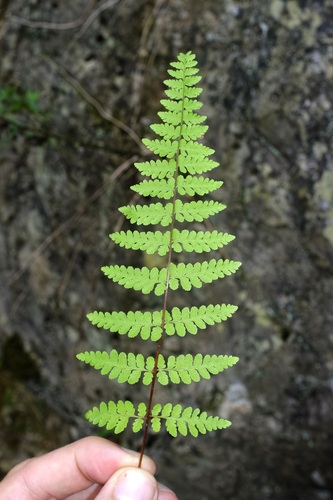 Cystopteris, 2026-10-24