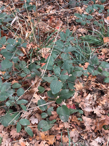 Mahonia repens, 2026-10-25