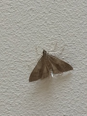 Mecyna asinalis