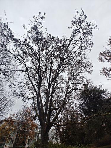 Quercus garryana observed 2026-10-25