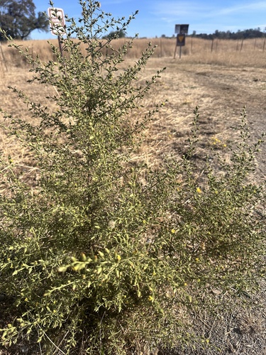 Dittrichia graveolens, 2026-10-25