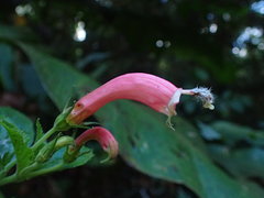 Centropogon cornutus