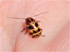 Cryptocephalus castaneus