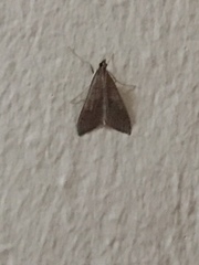 Mecyna asinalis