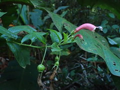 Centropogon cornutus