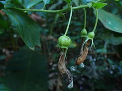 Centropogon cornutus