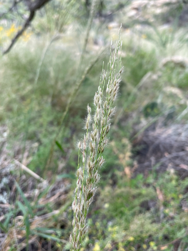 Digitaria insularis observed 2026-10-13
