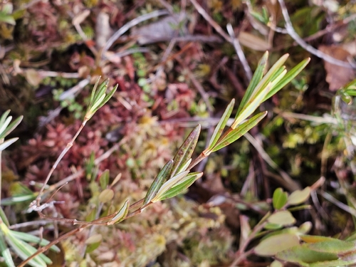 Kalmia polifolia observed 2026-10-25