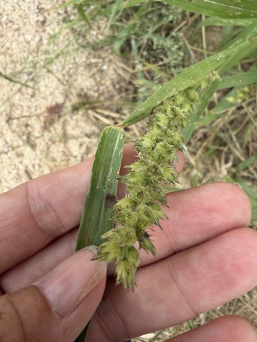 Cenchrus echinatus observed 2026-10-25
