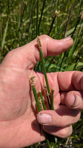 common spikerush