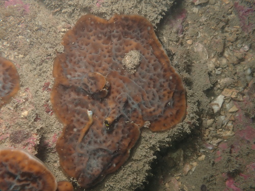Leptoseris observed 2026-10-25