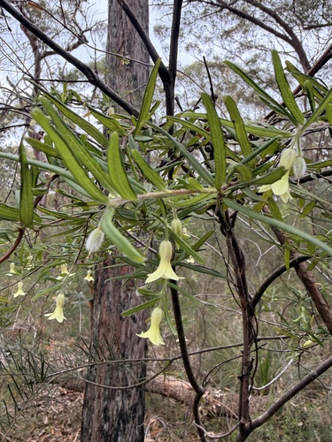 Billardiera scandens observed 2026-10-26