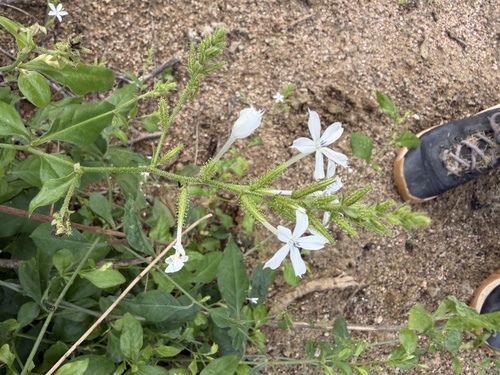 Plumbago zeylanica observed 2026-10-25