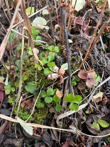 Coptis trifolia, 2026-10-25