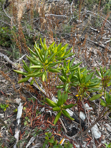 Rhododendron macrophyllum, 2026-10-25