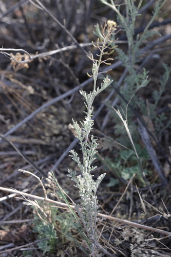 Descurainia pinnata