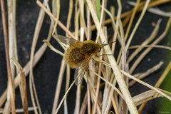 Bombylius canescens