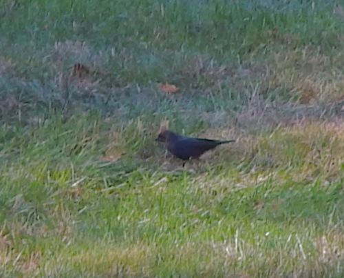 Brown-headed Cowbird