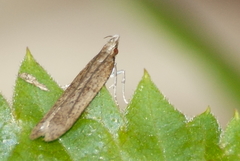 Dichomeris ligulella