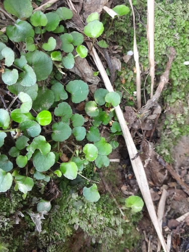 Viola filicaulis observed 2026-10-25