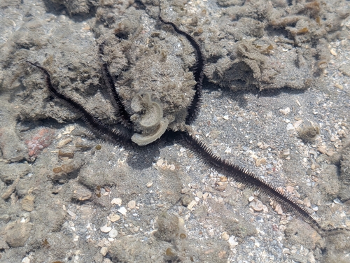 Ophiocoma scolopendrina observed 2026-10-26
