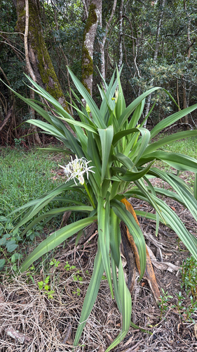 Crinum asiaticum observed 2026-10-26