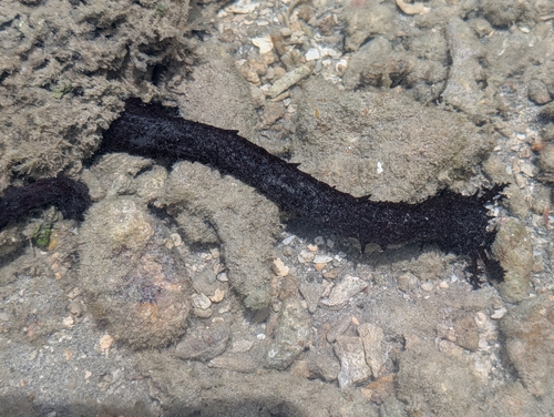 Holothuria observed 2026-10-26