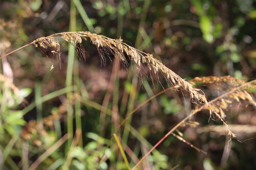Sorghastrum secundum, 2026-10-24