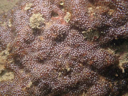 Stylocoeniella guentheri observed 2026-10-25