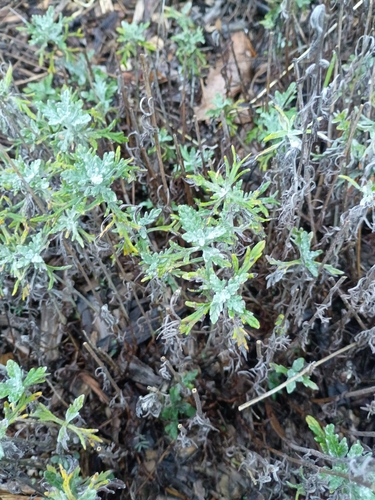 Eriophyllum lanatum observed 2026-10-25