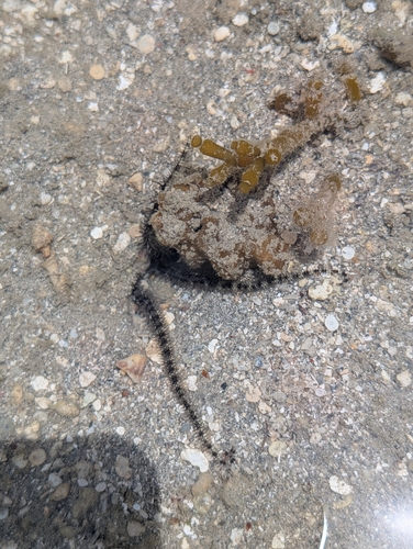 Ophiocoma scolopendrina observed 2026-10-26