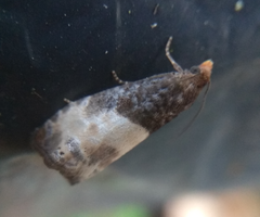 Notocelia cynosbatella