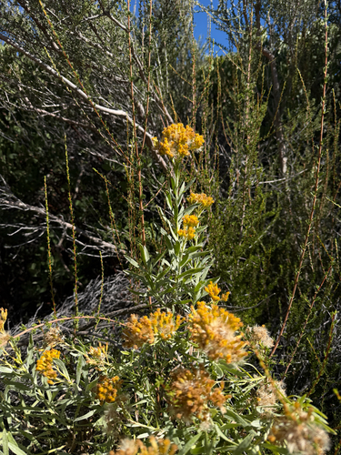 Ericameria parishii, 2026-10-25