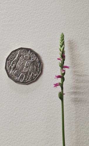 Spiranthes australis observed 2026-10-26