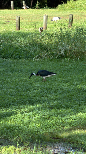 Threskiornis spinicollis, 2026-10-26