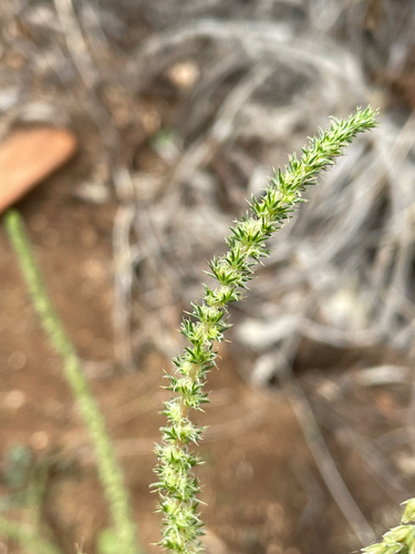 Palmer's Amaranth