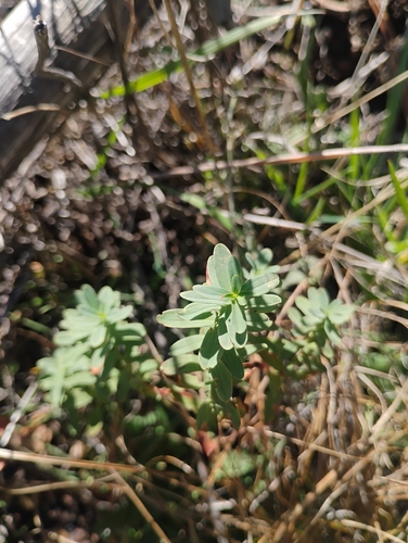 Hypericum perforatum observed 2026-10-25
