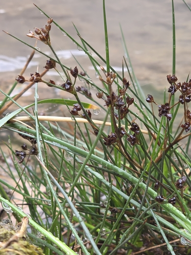 Juncus articulatus observed 2026-10-25