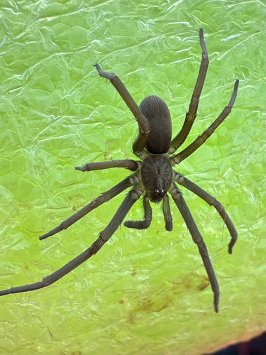 Southern House Spider