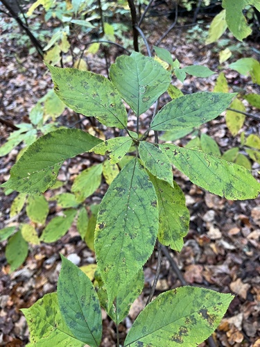Clethra observed 2026-10-25